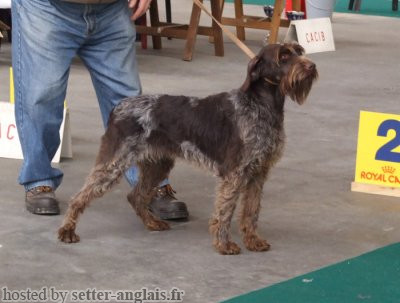 Griffon Korthals TARGA DES BORDS DU DAN Griffon Korthals TARGA DES BORDS DU DAN